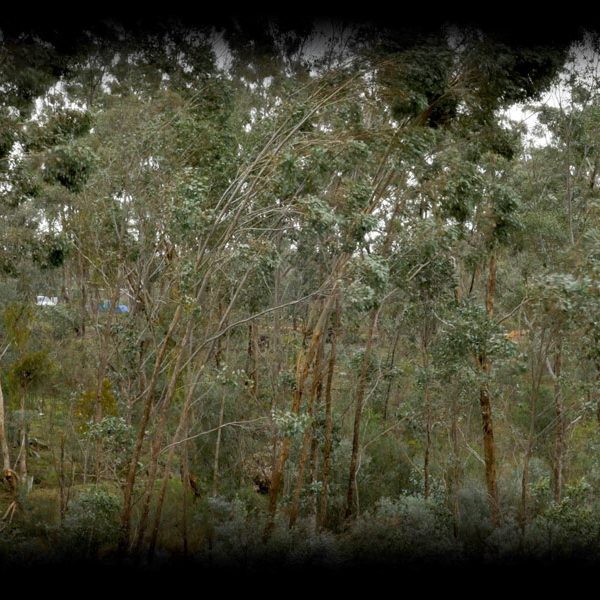 wind-in-trees-DM_800
